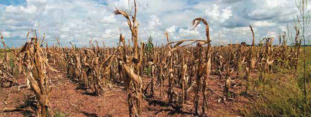 Drought stricken corn. Image Credit: USDA, Bob Nichols